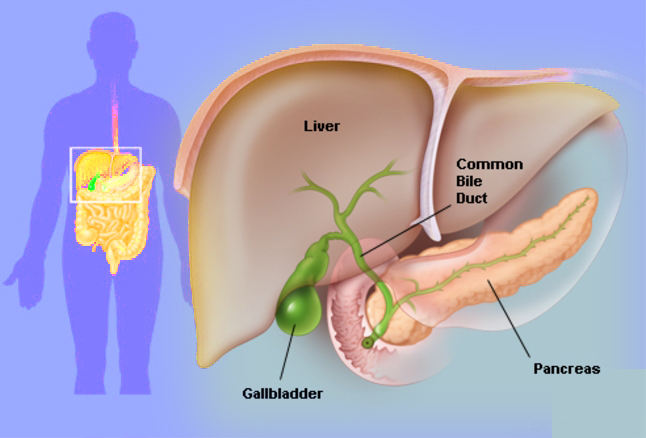 Gall bladder 